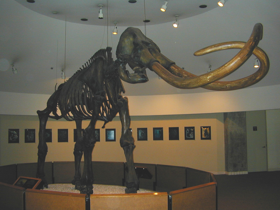 labrea tar pit mammoth